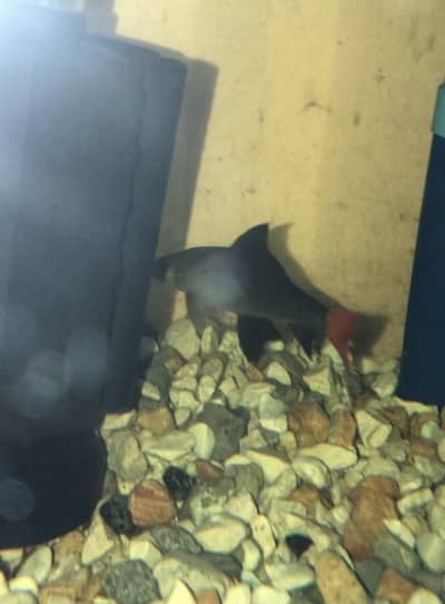 Red Tail Cat fish