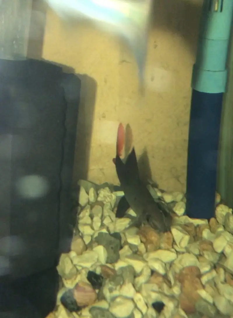 Red Tail Cat fish — photo 2