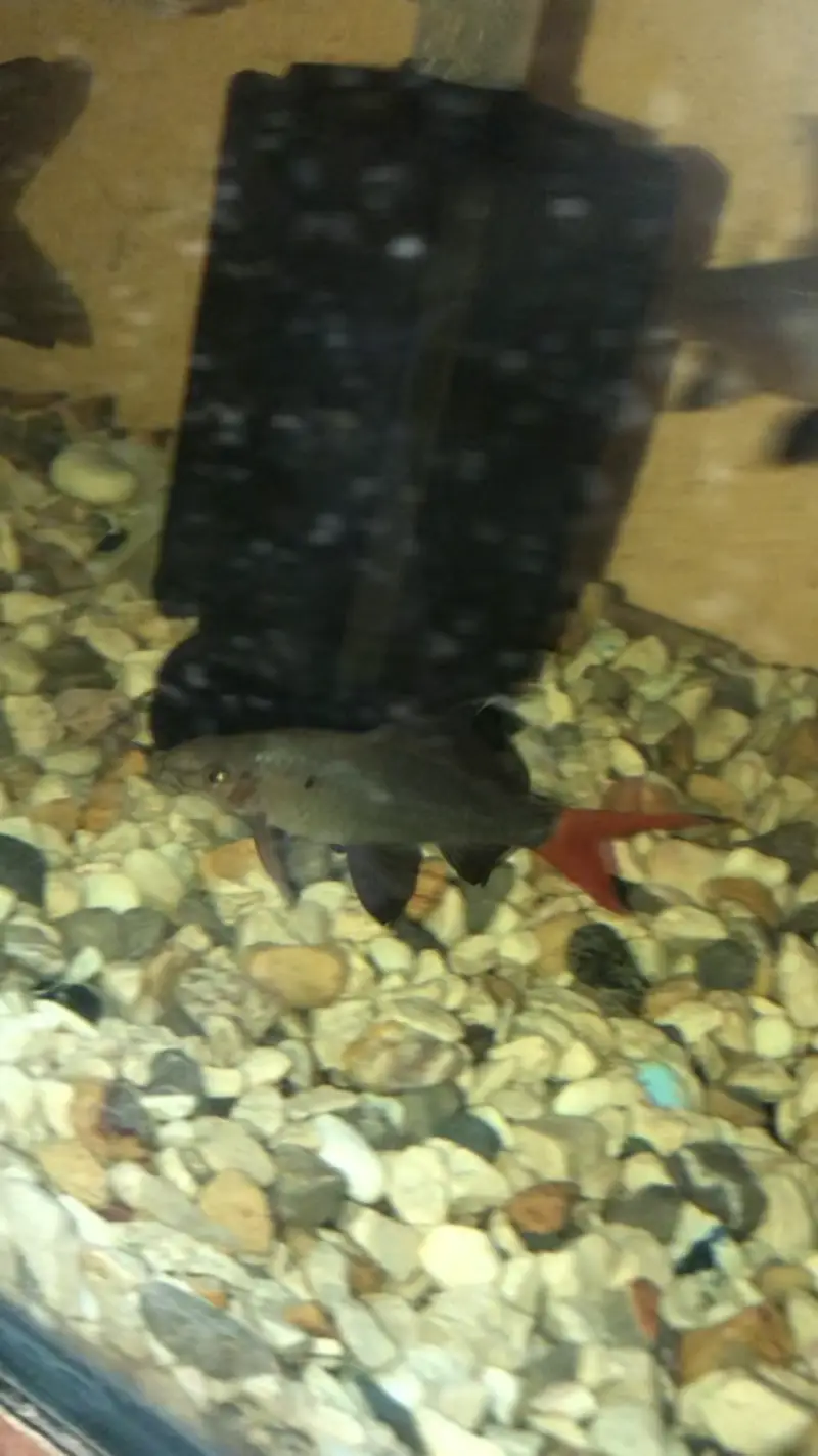 Red Tail Cat fish — photo 3