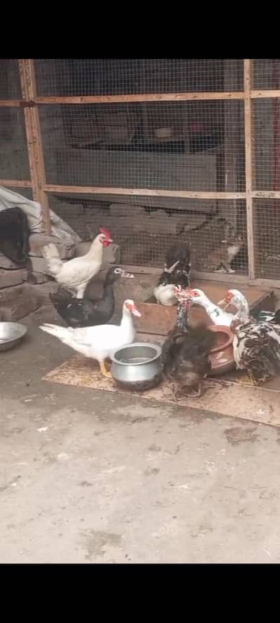 Muscovy ducks urgent sale home breed egg deti hen