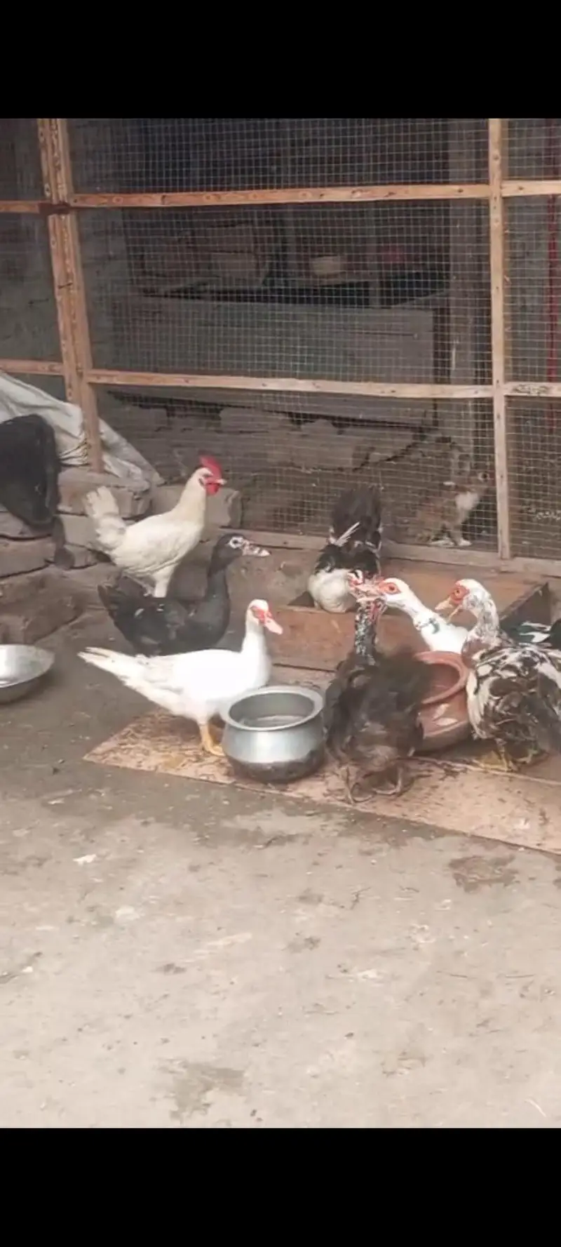 Muscovy ducks urgent sale home breed egg deti hen — photo 2