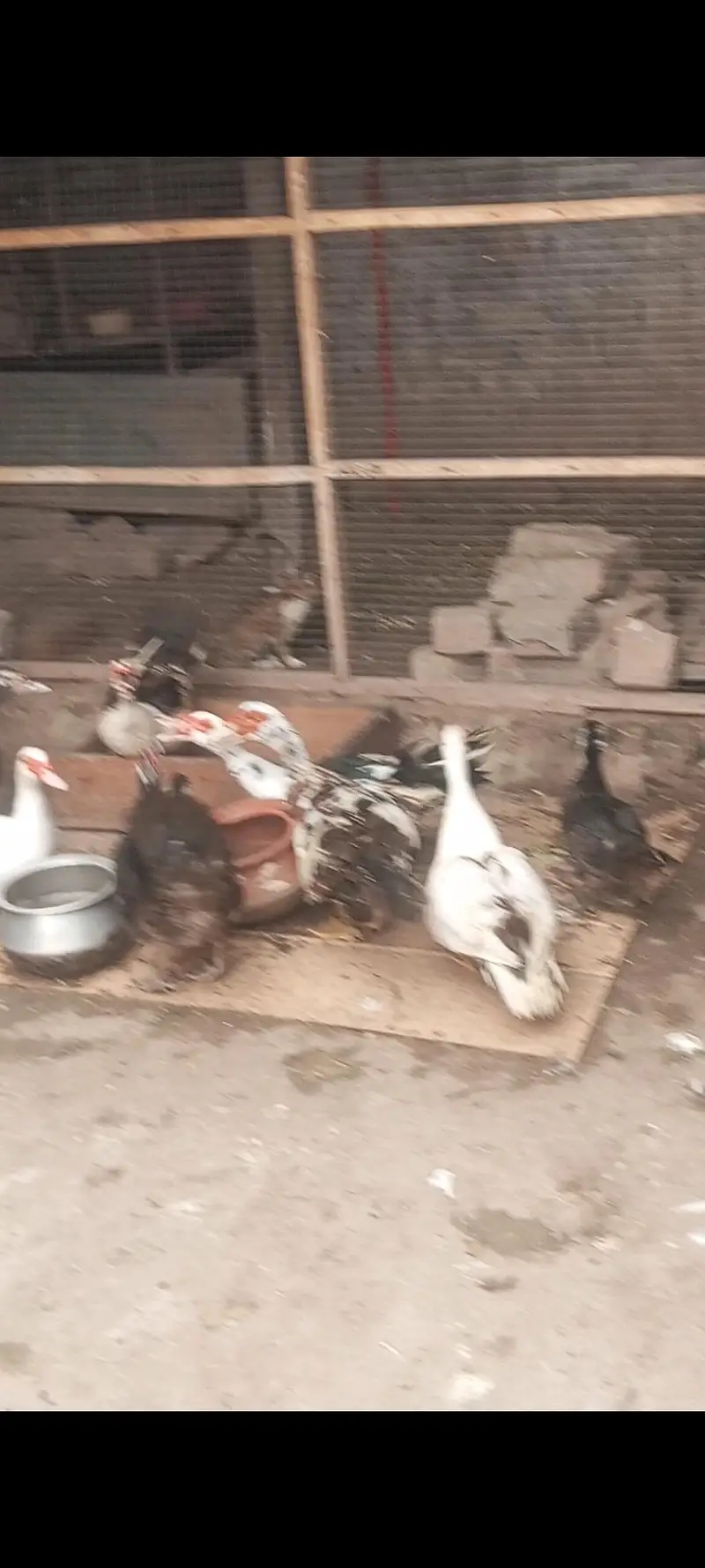 Muscovy ducks urgent sale home breed egg deti hen — photo 3