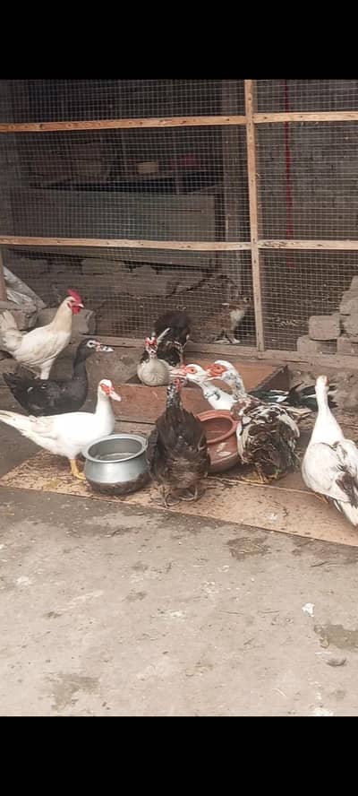 Muscovy ducks urgent sale home breed egg deti hen