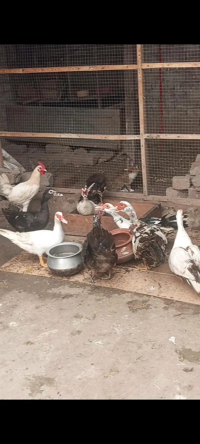 Muscovy ducks urgent sale home breed egg deti hen
