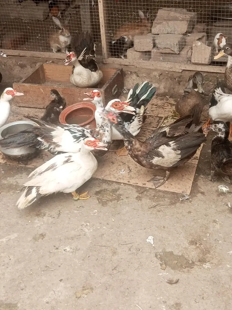 Muscovy ducks urgent sale home breed egg deti hen — photo 4