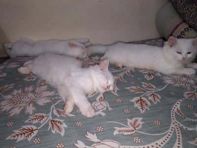 4 Persian pure white double coat