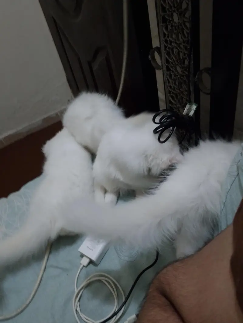 Persian - double coat - White - Kittens - 3 months old - adorable — photo 2