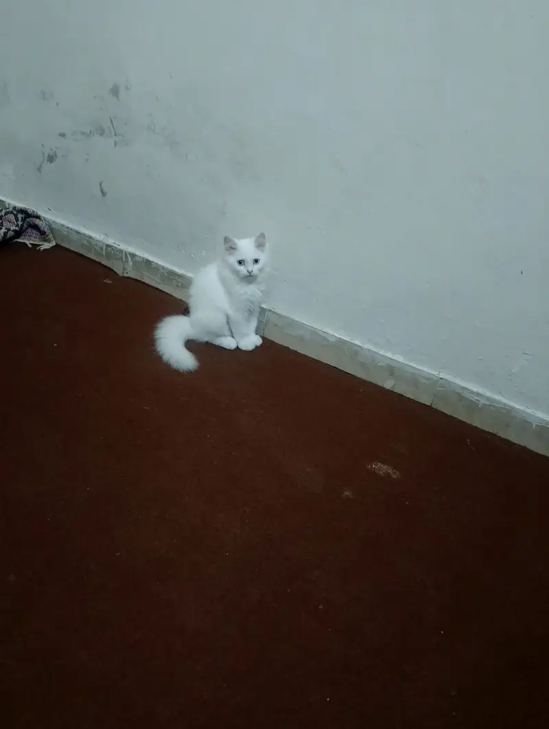 Persian - double coat - White - Kittens - 3 months old - adorable — photo 3