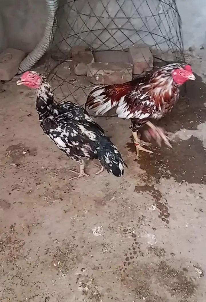 Aseel pair — photo 8