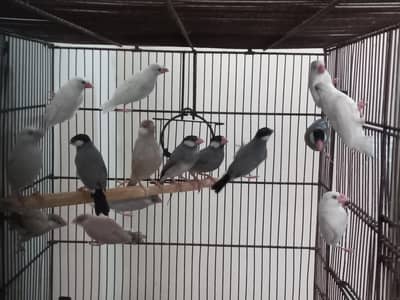 java ready to breed pairs Location Jaranwala Sirf call O3O34O88469