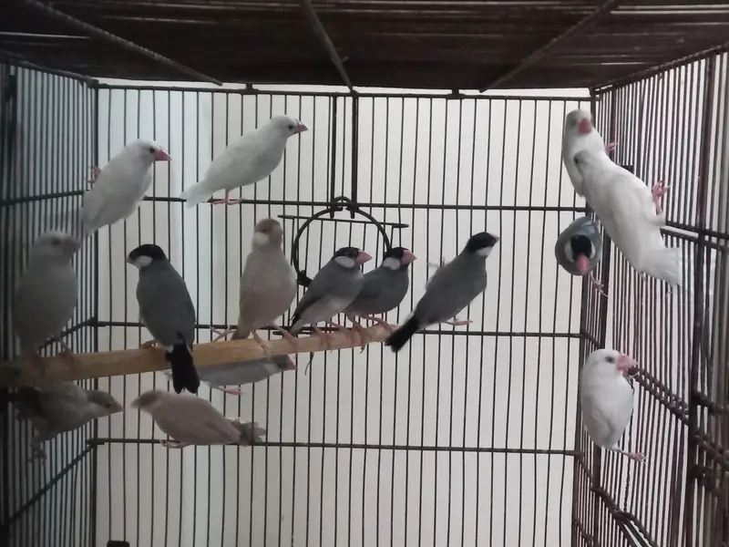 java ready to breed pairs Location Jaranwala Sirf call O3O34O88469