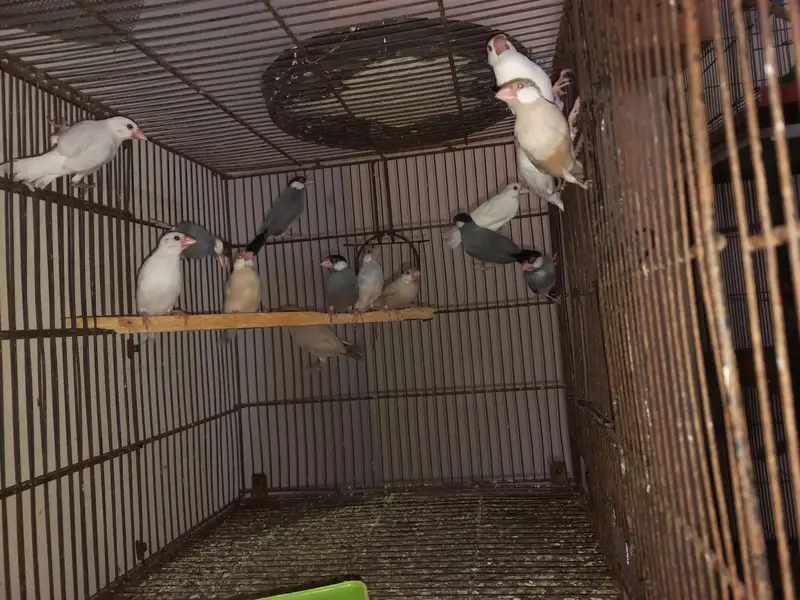 java ready to breed pairs Location Jaranwala Sirf call O3O34O88469 — photo 3