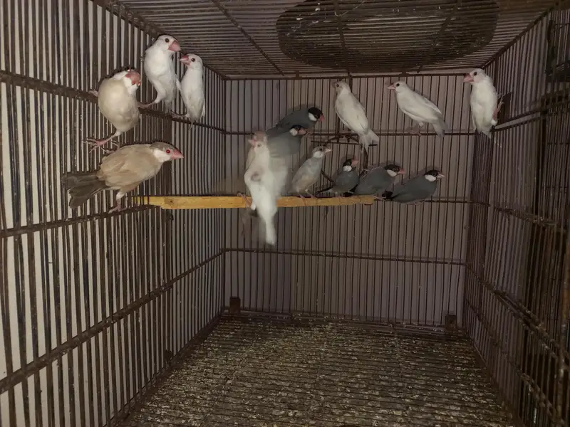 java ready to breed pairs Location Jaranwala Sirf call O3O34O88469 — photo 4