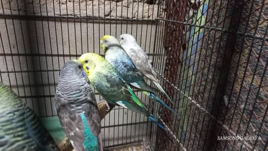 Top Quality Demanding Black wing pairs  Australian grey yellow face