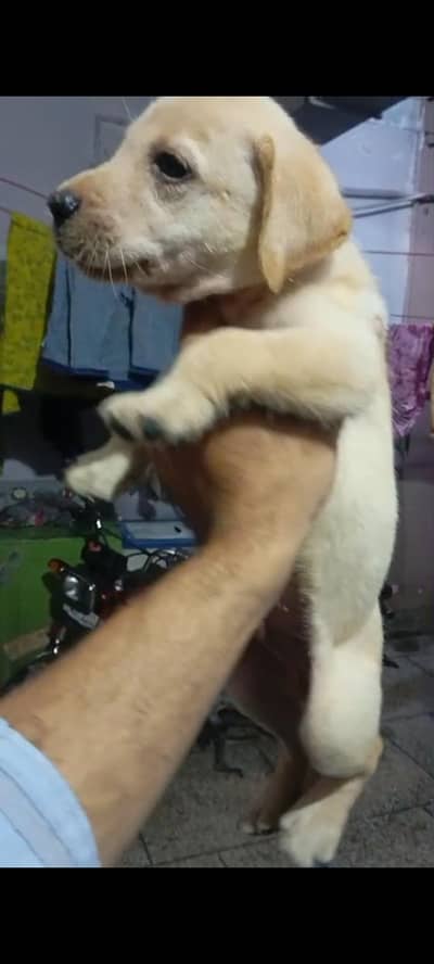 labador male for sale