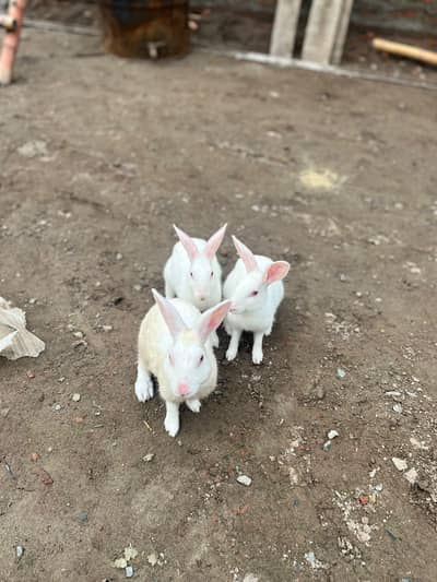 withe rabbit,s 1 male or 3 female,s