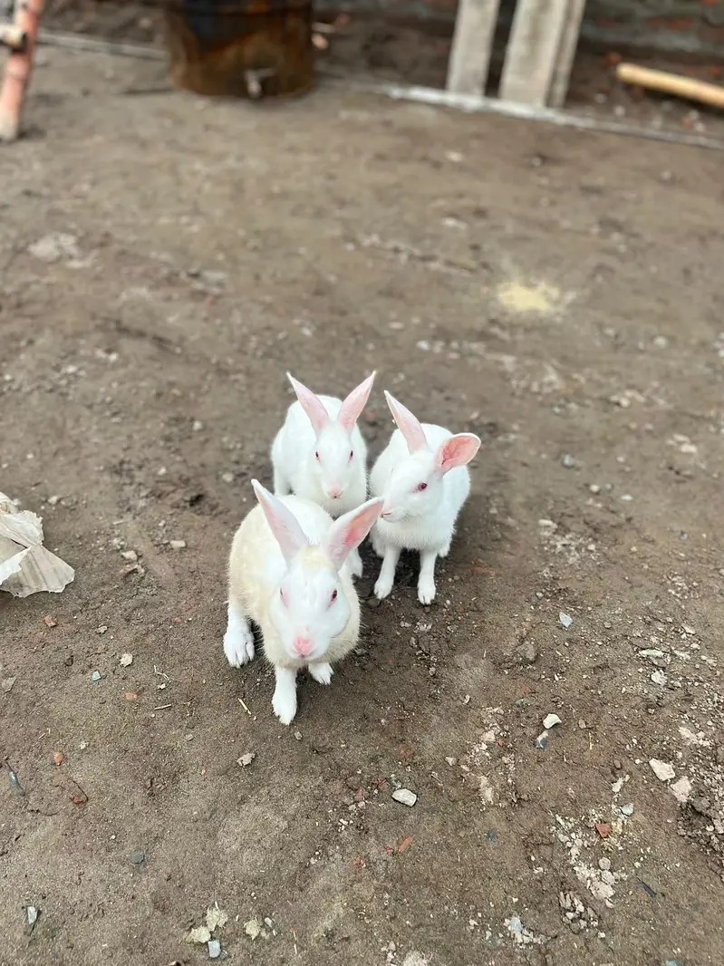 withe rabbit,s 1 male or 3 female,s