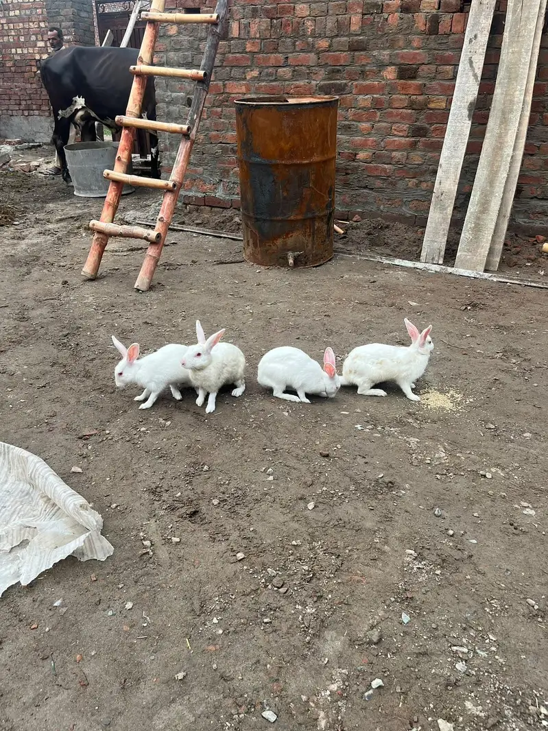 withe rabbit,s 1 male or 3 female,s — photo 2