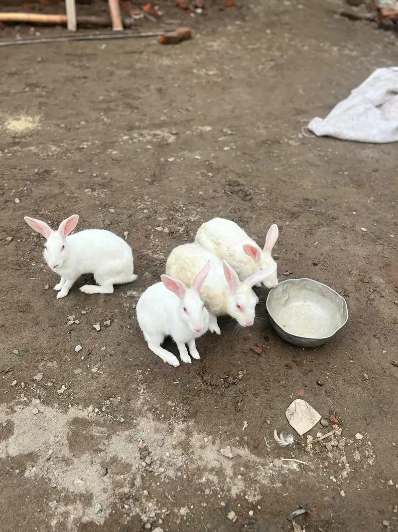 withe rabbit,s 1 male or 3 female,s — photo 3