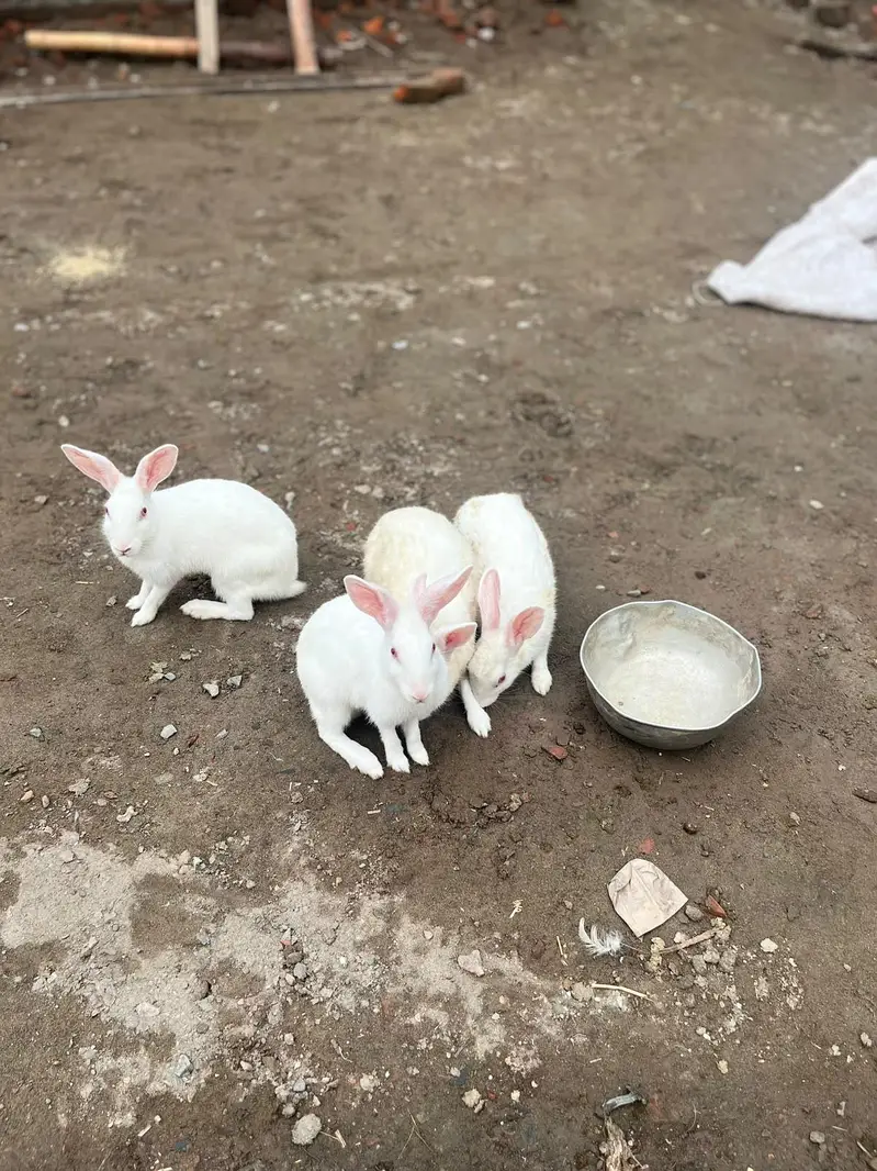 withe rabbit,s 1 male or 3 female,s — photo 4