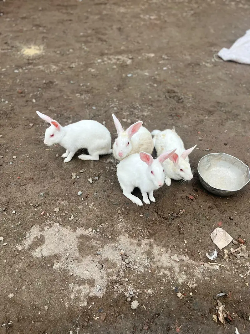 withe rabbit,s 1 male or 3 female,s — photo 5