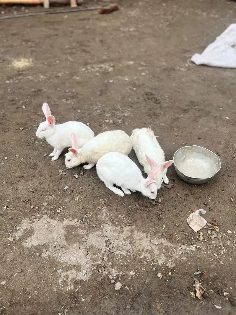 withe rabbit,s 1 male or 3 female,s — photo 6