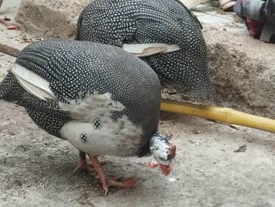 Aseel Mianwali / Guinea fowl