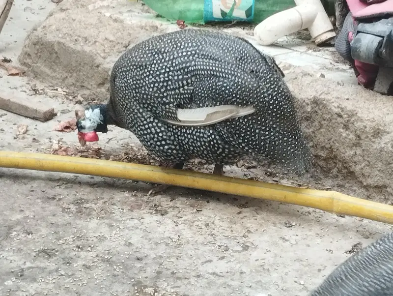 Aseel Mianwali / Guinea fowl — photo 2