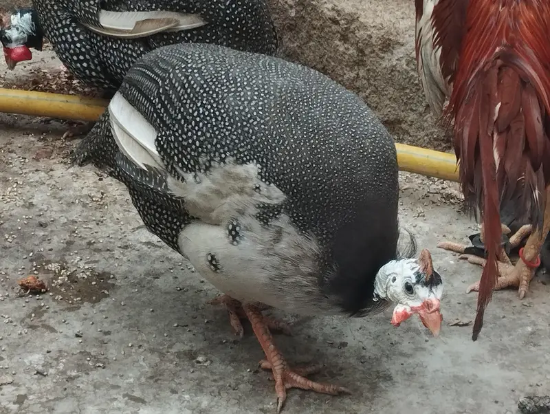 Aseel Mianwali / Guinea fowl — photo 3