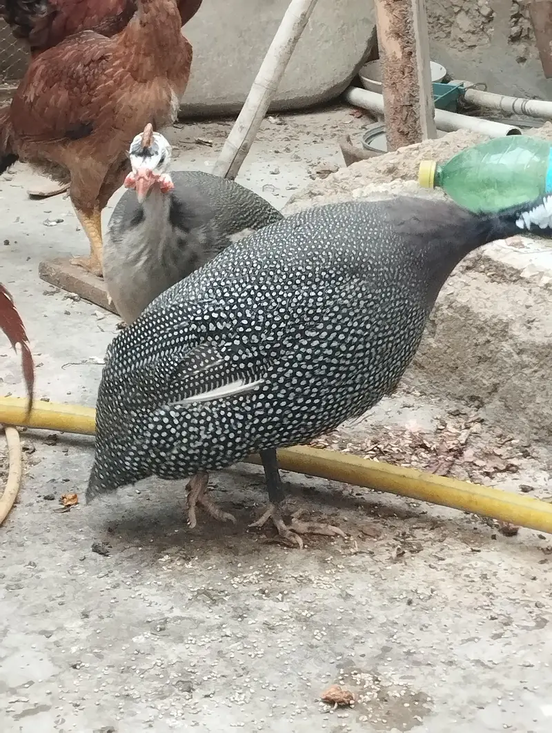 Aseel Mianwali / Guinea fowl — photo 4