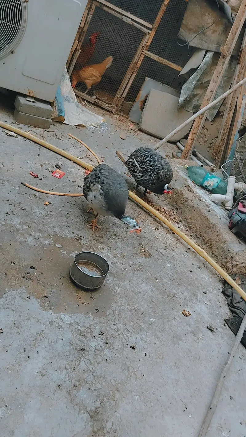 Aseel Mianwali / Guinea fowl — photo 5