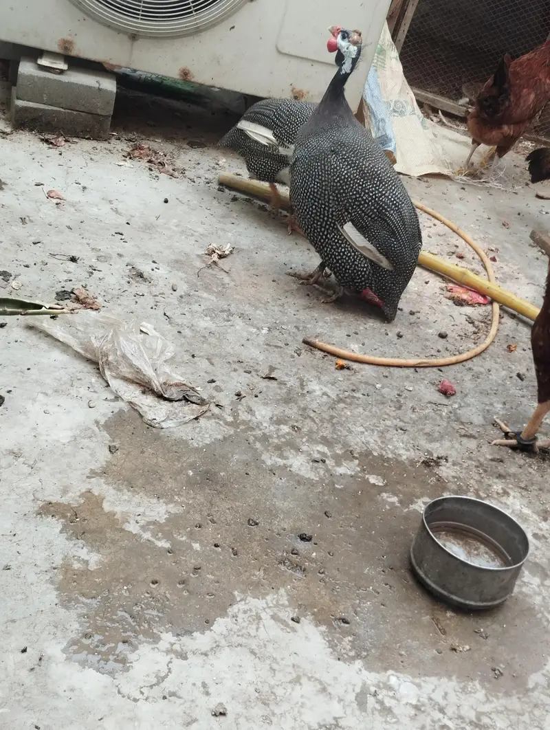 Aseel Mianwali / Guinea fowl — photo 6