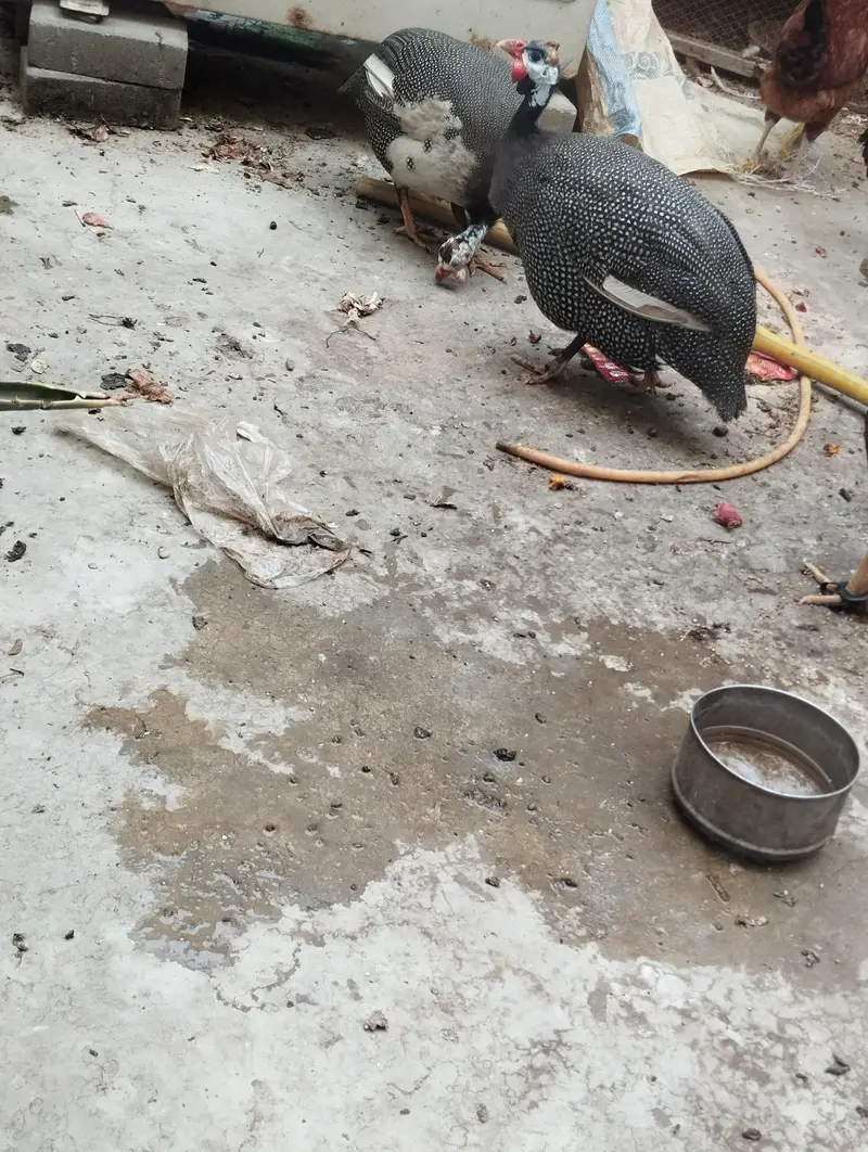Aseel Mianwali / Guinea fowl — photo 7