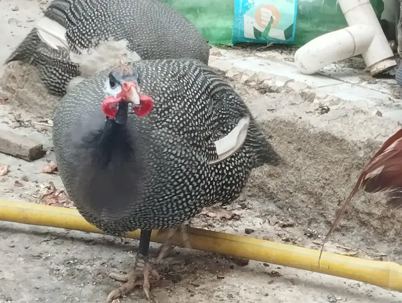 Aseel Mianwali / Guinea fowl — photo 8