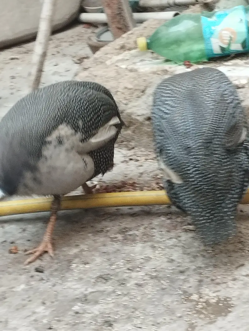 Aseel Mianwali / Guinea fowl — photo 9