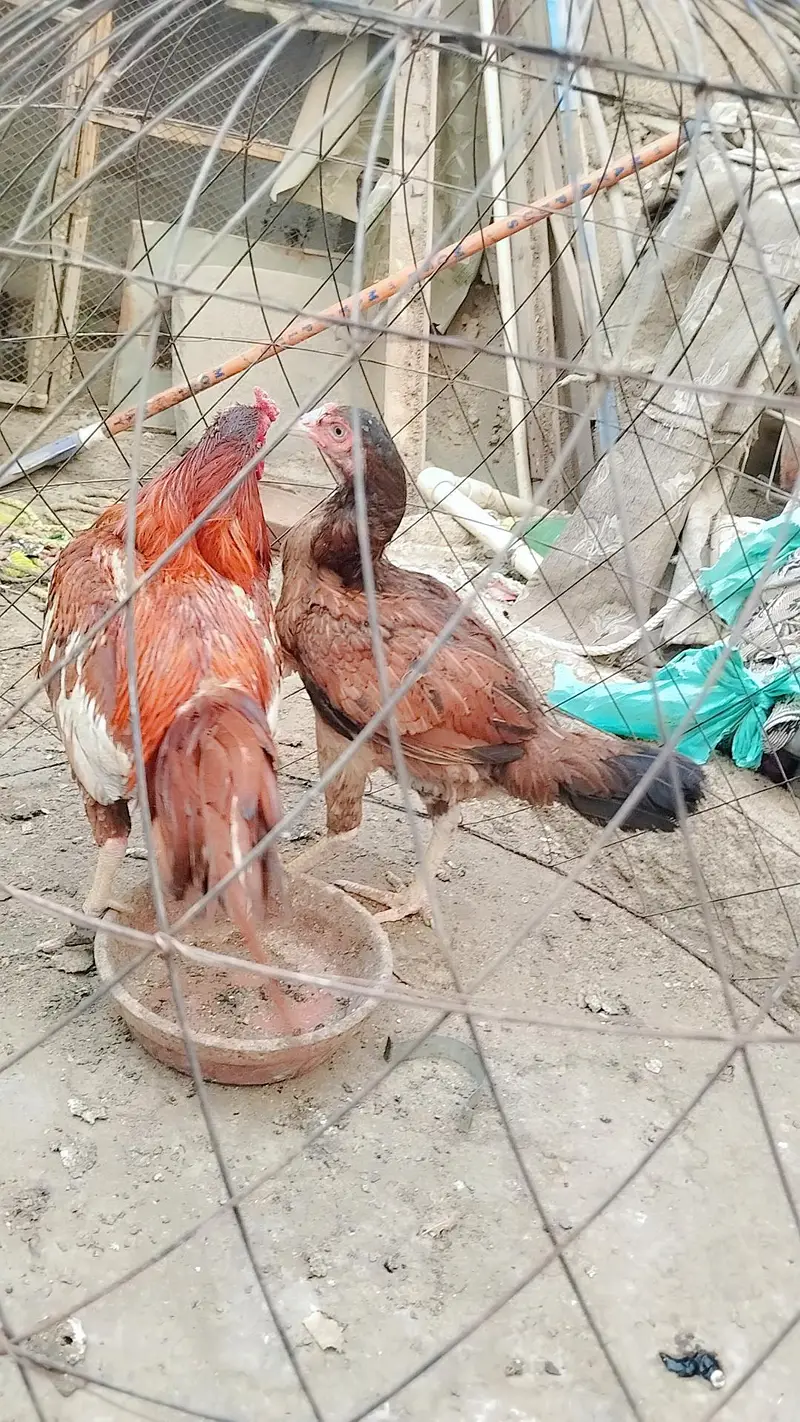Aseel Mianwali / Guinea fowl — photo 10