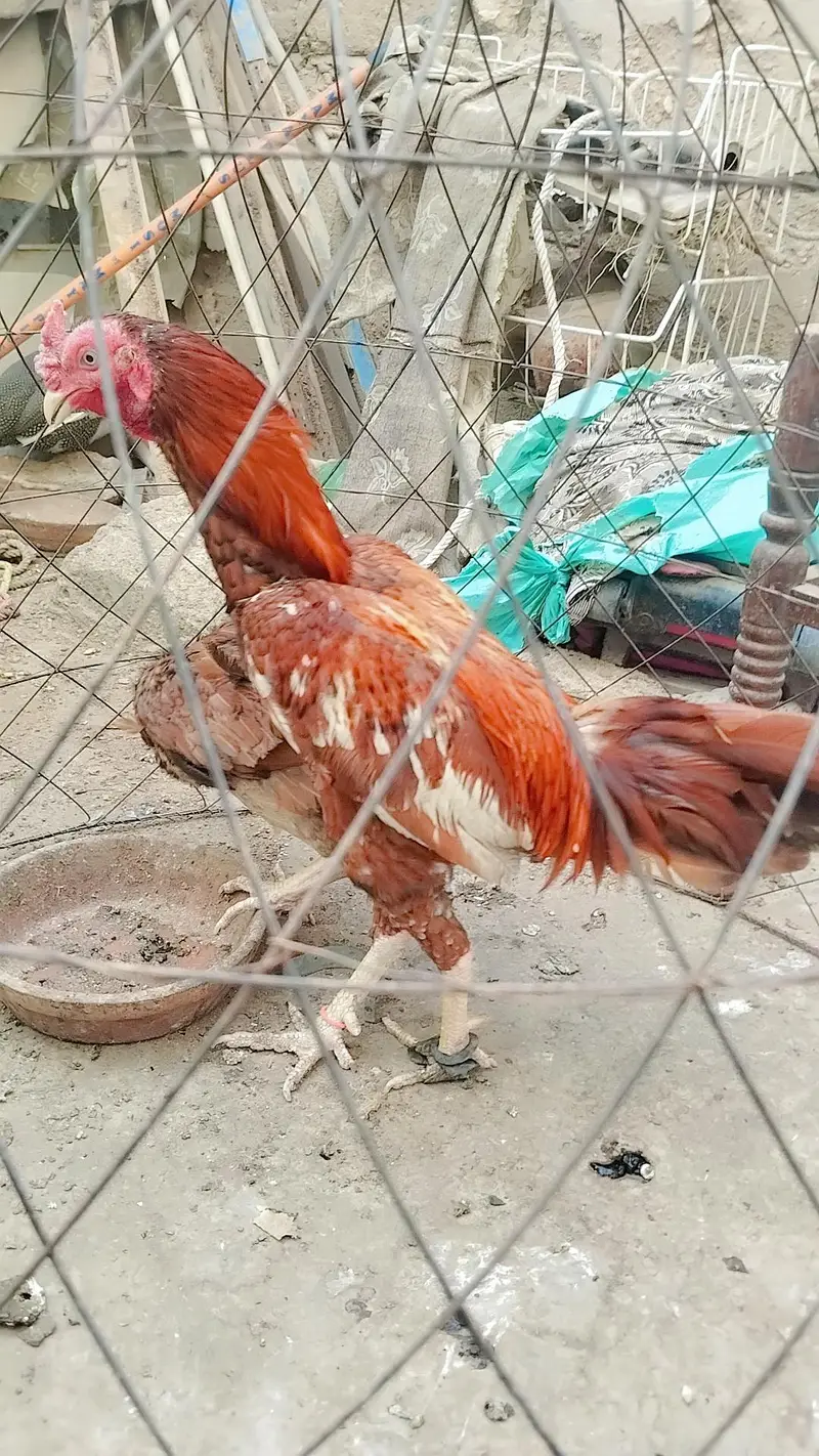 Aseel Mianwali / Guinea fowl — photo 11