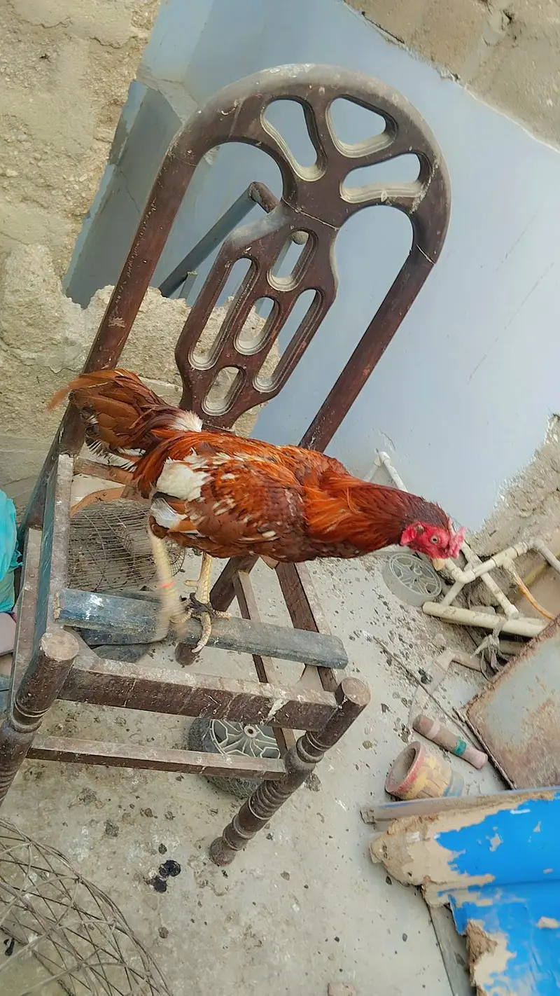 Aseel Mianwali / Guinea fowl — photo 12