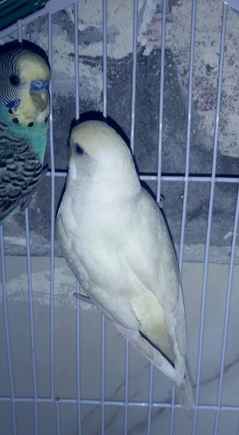 طوطے اور پنجرہ 9