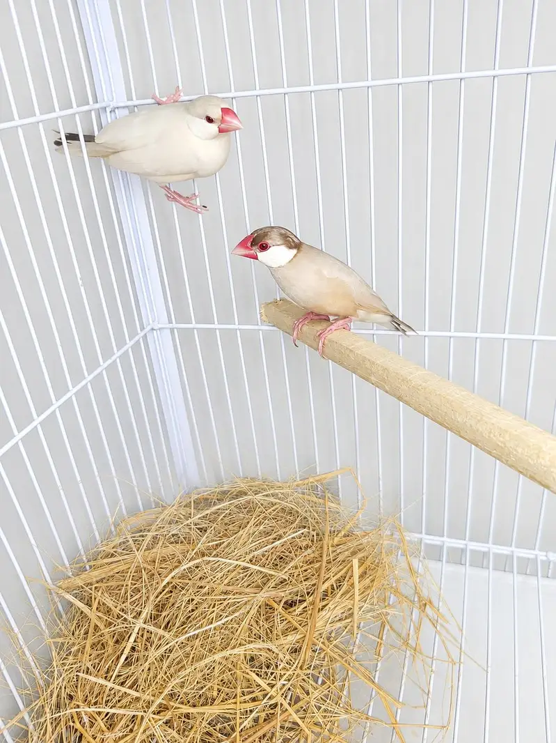 Bird Breeding Setup for Sale — photo 2