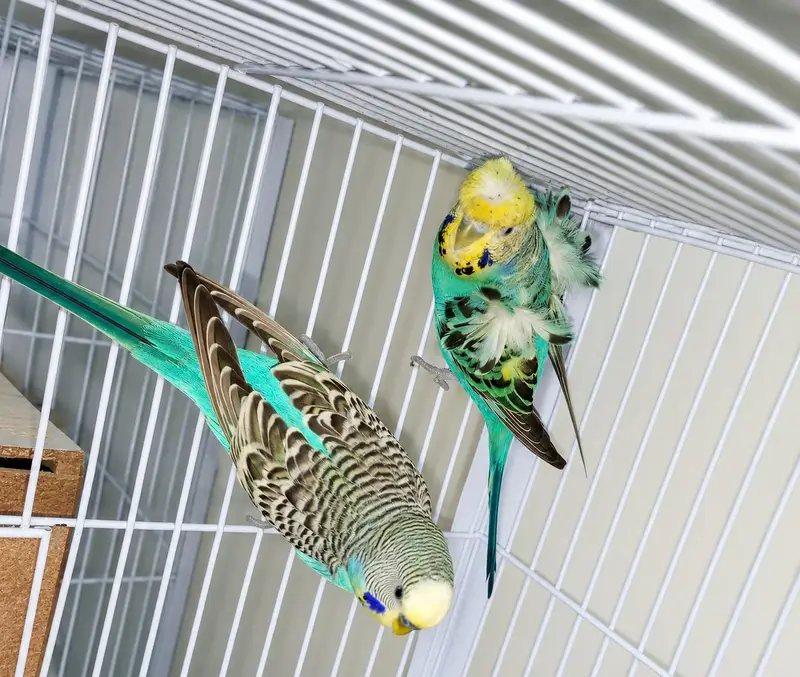 Bird Breeding Setup for Sale — photo 3