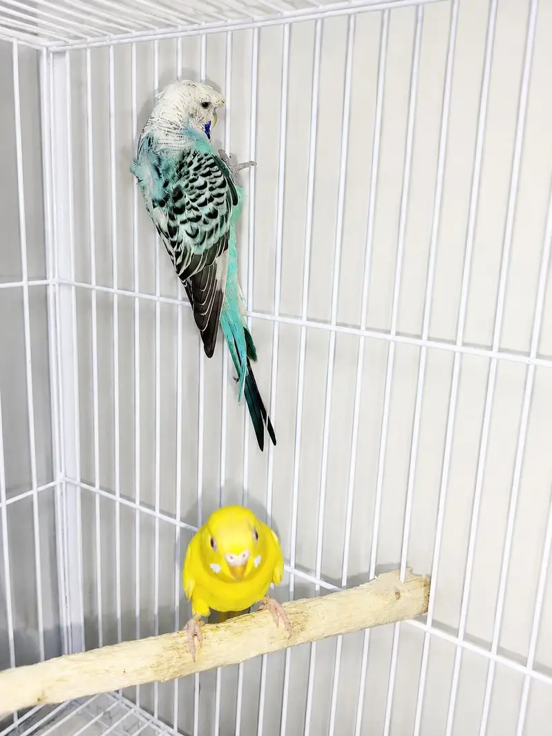 Bird Breeding Setup for Sale — photo 4