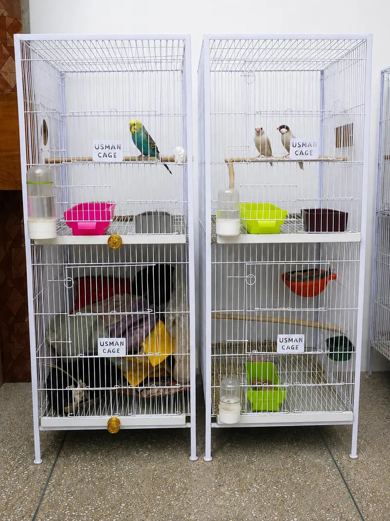 Bird Breeding Setup for Sale — photo 5