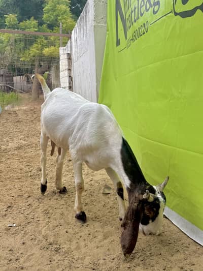 1 beetal and 1 kamori bakri ghaban 2.5 month  03007006363
