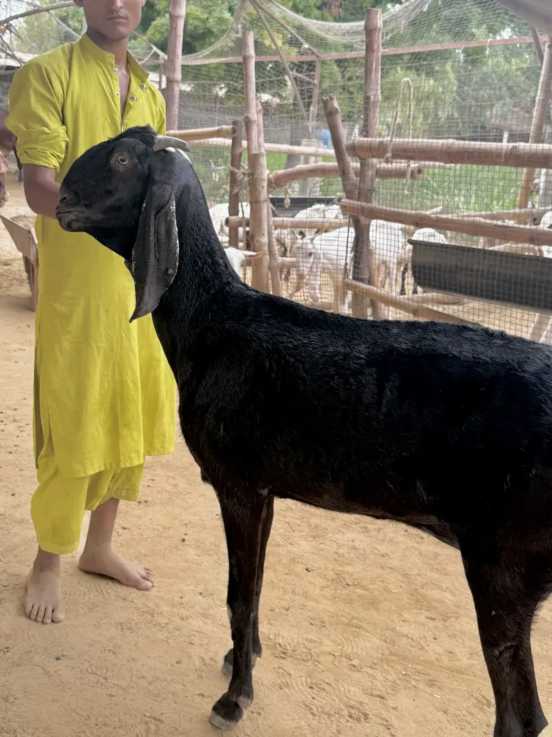 1 beetal and 1 kamori bakri ghaban 2.5 month  03007006363 — photo 2