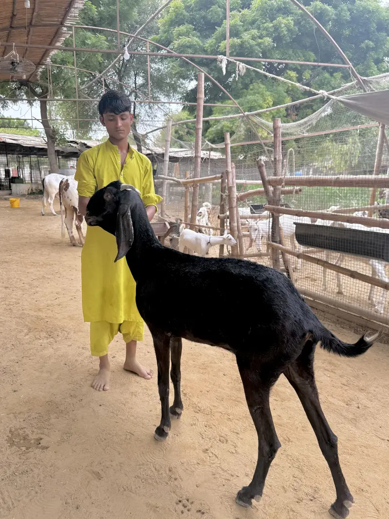 1 beetal and 1 kamori bakri ghaban 2.5 month  03007006363 — photo 3
