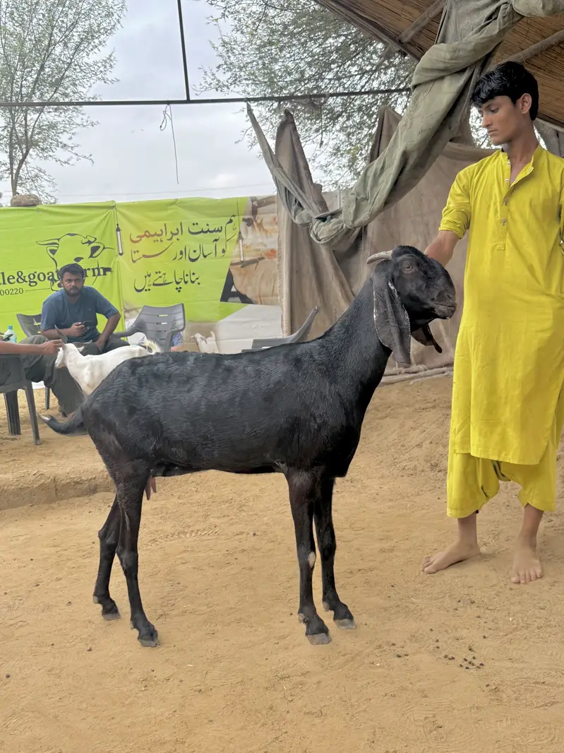 1 beetal and 1 kamori bakri ghaban 2.5 month  03007006363 — photo 4