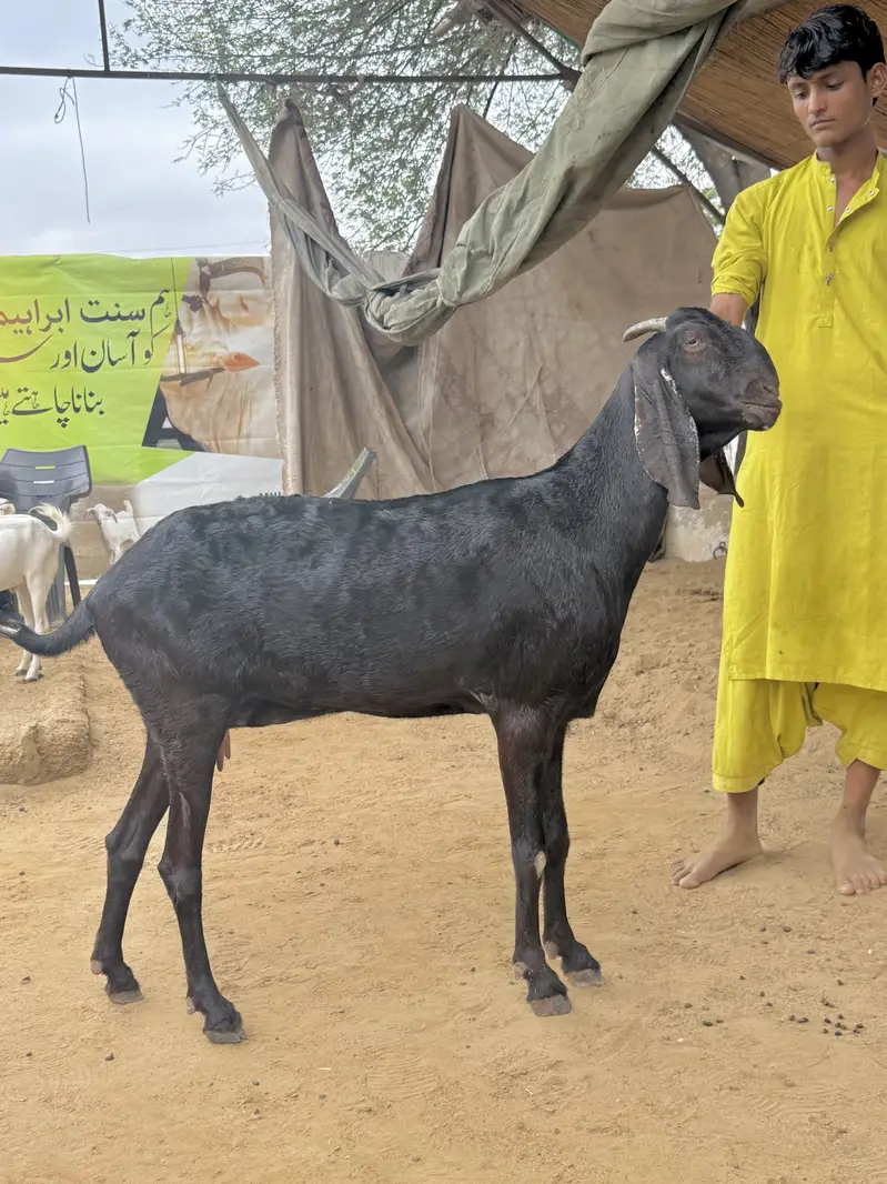 1 beetal and 1 kamori bakri ghaban 2.5 month  03007006363 — photo 5