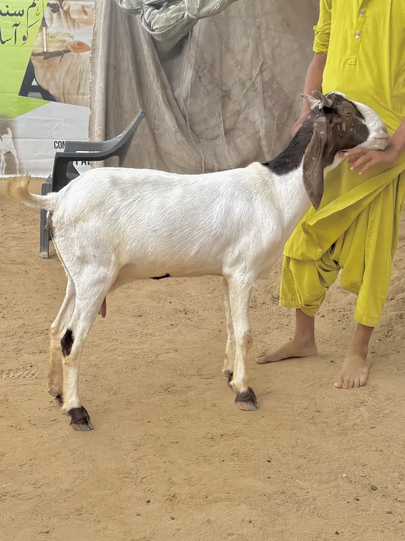 1 beetal and 1 kamori bakri ghaban 2.5 month  03007006363 — photo 6