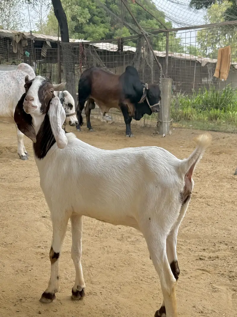 1 beetal and 1 kamori bakri ghaban 2.5 month  03007006363 — photo 7